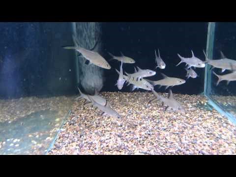 How silver sharks breed