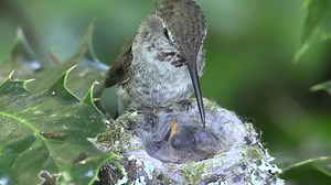 1.5M views · 50K reactions | Holly arrives and the kids poke through the feathers to get some lunch. This nest is only about 2 ft off the ground in a Holly bush. | Hummingbirds up close | Facebook