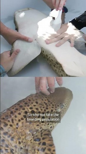 Thailand releases leopard sharks back into the wild | REUTERS