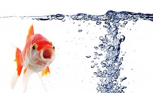 Why Are There Mysterious Air Bubbles in Your Aquarium? | FishLab