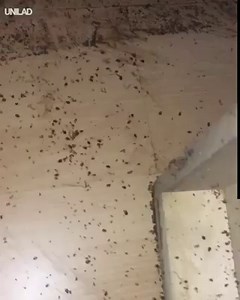 848K views · 1.7K reactions | This is the worst bug infestation I have EVER seen  | UNILAD | Facebook