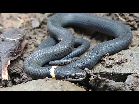 Quick Facts About the Northern Ringneck Snake
