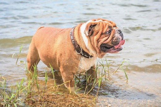 10 Best English Bulldog Rescues for Adoption (2025): Our Top 10 Picks!