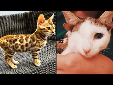 15 Cats That Look Way Too Strange To Be Real!