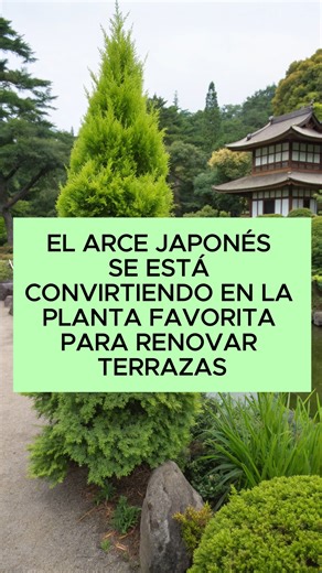 Mi Jardin facil en la casa | El ARCE JAPONÉS se está convirtiendo en la planta favorita para renovar terrazas ✨🍁 Lo que antes era un árbol de jardines grandes… ¡ahora... | Instagram
