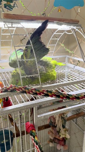 Bob getting his weekly bath. #bathtime #birdsoftiktok | Bird Bath