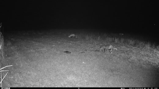 Update: Day 38, Nov 24/25@ 354AM, Fox Spring 1 (fox closest to trail cam) and her 2 siblings. Strong, recovered, healthy and confirmed that all 3 Juniors are free from mange! Fox Wharf, mom, was treated first, the long search, the many food spots and sometimes over 12 trail cams set up all about. A new fox on the site, Fox Silver. More to help protect as Meg placed Bravecto down last night and property owner Nancy W. checked this AM and all was gone. A trail cam check before dusk to switch cams 