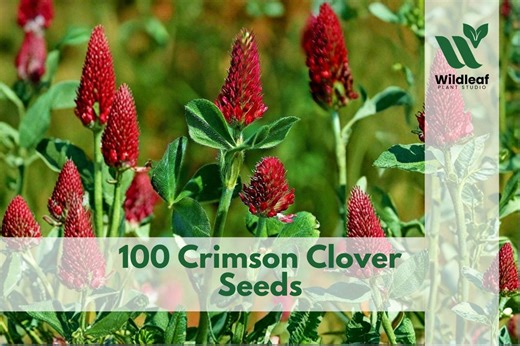 100 Crimson Clover Seeds Trifolium Incarnatum Red Flower - Etsy