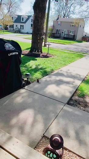 Squirrel vs Chipmunk: Feeding Time Showdown