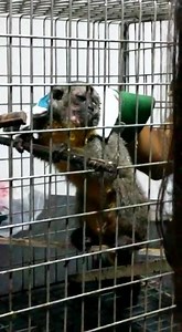 *Caution - Graphic Video* This is what your "cute" pet monkey really represents. For every 10 monkeys caught from the wild, 9 will die before they get to be pets, and even after that many more die from starvation, mistreatment, or abuse. It's not good enough to say "but I wouldn't do that to my monkey", just by buying one or promoting it as acceptable or desirable you are as much to blame! This is a young night monkey, previously kept as a pet, chained up in a house in Peru, it escaped and was f