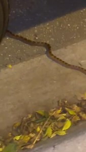 1.3K views · 46 reactions | Definitely a corn snake, confirmed by the Conservancy of Southwest Florida This native corn snake was seen slithering in downtown Fort Myers off of First St. | Belinda Post | Facebook