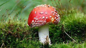 Alien Fungi: The mushroom that inspired 'Alice in Wonderland' creators