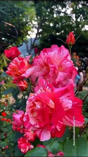🌹 Mixed Color Rose Flowers in Full Bloom | Stunning Garden Tour 4K