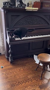 Cat playing the piano viral yearfunny foryou trending ... | Cracked Rainbow