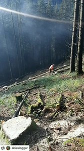 358K views · 2.2K reactions | Forestry Book on Reels | Facebook