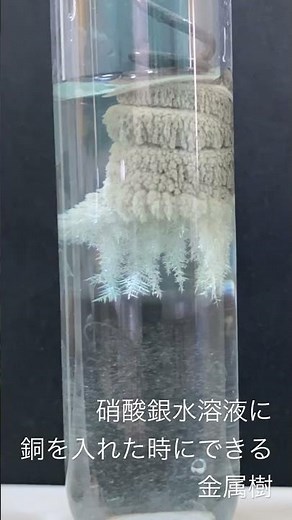 硝酸銀水溶液に銅を入れた時にできる金属樹
