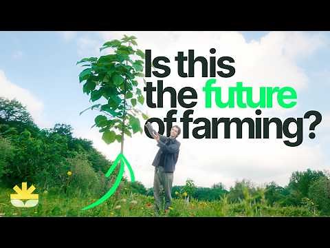 What is Agroforestry? – The Future of Farming