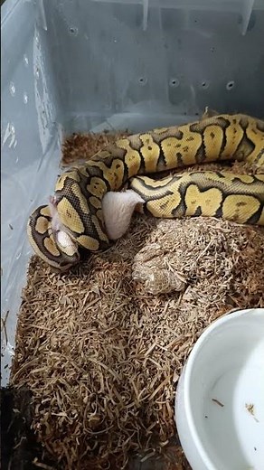 Superfly Orange Dream Chocolate Ball Python — Feeding Day! 🐍✨