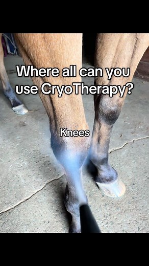 Where to Use Cryotherapy for Horses' Healing