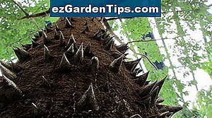 Plantas y árboles nativos en Arizona 🌱 Tips Jardineros - Es.ezGardenTips.com