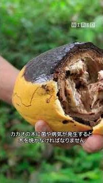 Is it true that chocolate will become extinct by 2050? #techsupport