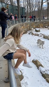Child Falls Into White Tiger Enclosure What the Tigers Did Next Shocked Everyone! | Blue X Studio Imaginary Animals