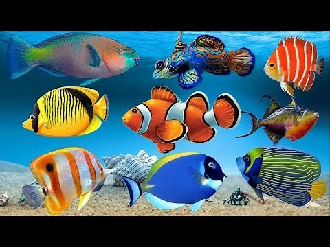 Colorful Ocean Fish, Aquarium Fish Sound, Deep Sea Sound