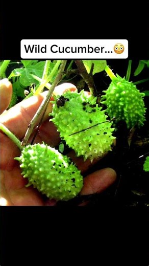 How Fruit Looked Before Humans…😳 #shorts