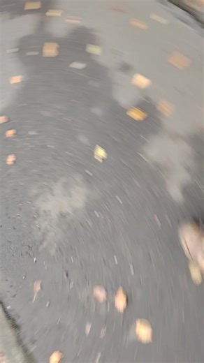 Koda' s fear of traffic, In particular large vehicles and buses. His owners couldn't get him to walk in certain directions or past the end of the street. He would try to run the opposite direction when traffic was heading towards him. At the very least lie down and refuse to move. On our first session he went crazy when we used a slip leash to move him. He was so bad we had to abandon the slip leash. I believe previous trainers also abandoned the slip leash due to his reaction to it. He was like