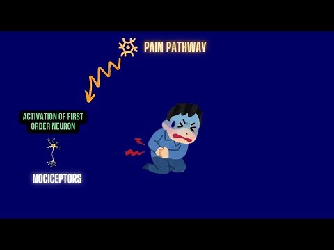 Pain Pathway: How do we perceive pain
