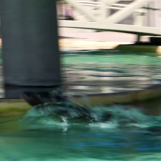 3.9K views · 141 reactions | New game for the media team, try and keep Zoey, the California sea lion, in the frame 玲 California sea lions like Zoey can swim at speeds of 25 miles per hour! Giving any photographer a small window to get the perfect shot. | Blank Park Zoo | Facebook