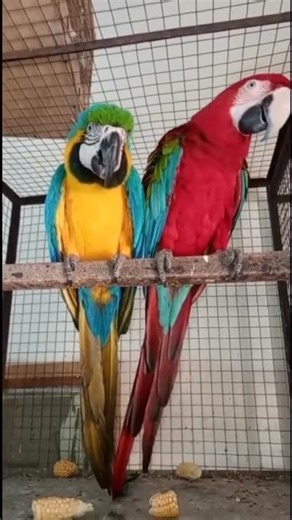 Colorful Macaw Parrot – The King of Exotic Birds 🦜