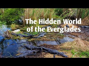 Exploring the Wild Heart of Everglades National Park | Florida’s Hidden Wilderness
