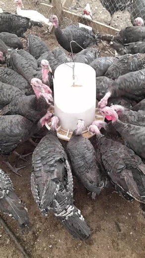 Wild Turkeys Feeding at the Farm