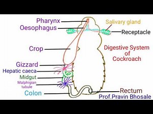 Digestive system of Cockroach | Pravin Bhosale