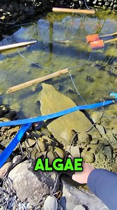 157K views · 788 reactions | Cleaning a Fish Pond full with Algea 覆♻️ #garden #pond #pondcleanup2025 #fishpond #koipond | Yvo - The Koi Partner | Facebook
