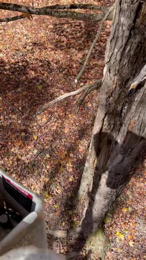 Real nasty maple, rotten from front transitioning to the back, taken down between a farm fence and communication line. Get ahold of us 304-651-6115 | Knight's Tree Service