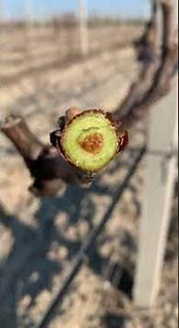 Can You Prune Grapevines When They Are Bleeding?