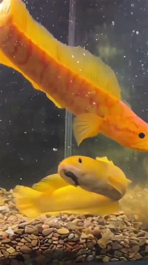Golden Channa asiatica