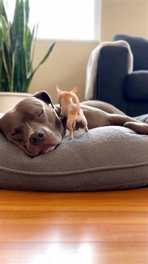 102K views · 2.3K reactions | Why is this happening? Is there a way to prevent it? #fypシ #fyp #IA #humor #newborn #viral #bebe #reallife #papasprimerizos | Sled Dog Story | Facebook