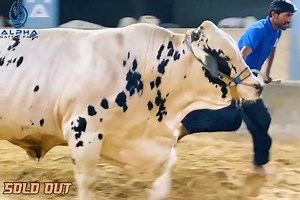 11 reactions | ALHAMDULILLAH THE BEAST  癩癩癩BOSS癩癩癩 NOW SOLD TO QURBANI LOVERS ALPHA CATTLE FARM  #Alphacattlefarm #season2023 | Pakistan cattle market | Facebook