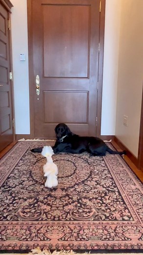 The cutest video on the Internet today is of two unlikely friends 🥹 #parrot #dog #bestfriend #besties #dogsoffacebook #parrotsofinstagram #adoptdontshop #cuteanimals | The Parrot Lady