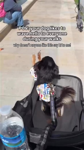 163K views · 9K reactions | What a happy friendly little guy. Some dogs are super high sociability and those dogs really enjoy interacting with people. High sociability dogs are the ideal family dog, because they truly enjoy humans. #littledog #littledogs #happydog | Thinking Canine | Facebook