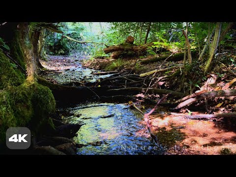 Forest Jacuzzi (Minus the Bubbles) | Relaxing Creek Sounds #forestriver