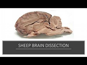 SHEEP BRAIN DISSECTION