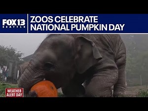 Zoos Nationwide Celebrate National Pumpkin Day