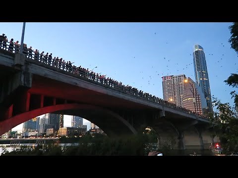 Two million bats swarm over bridge in Austin, Texas