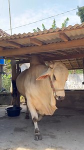 3.5M views · 39K reactions | Parkir Sapi PO RAKSASA #bulls #cow #sapi #lucu #unik #pengikut #viralreelsシ | Oki zuhudin page | Facebook