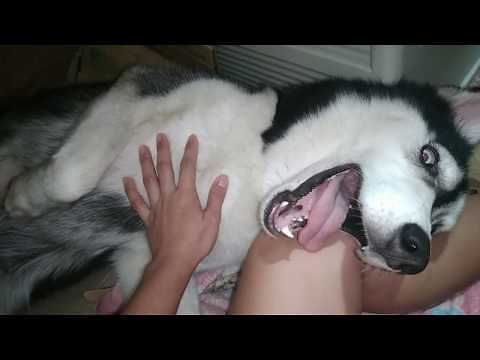Siberian husky labor | siberian husky giving birth to puppies