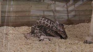 211K views · 231 reactions | Baby giraffe is born at Iowa's Blank Park Zoo: https://yhoo.it/2hrHsqp (Credit: Blank Park Zoo via Storyful) | Yahoo Canada | Facebook